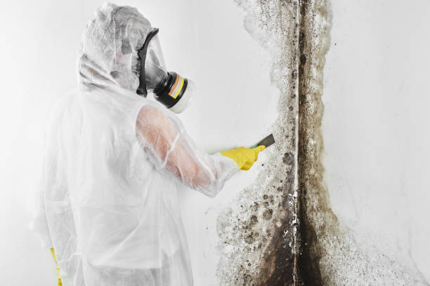Best Basement Mold Remediation in White City, OR