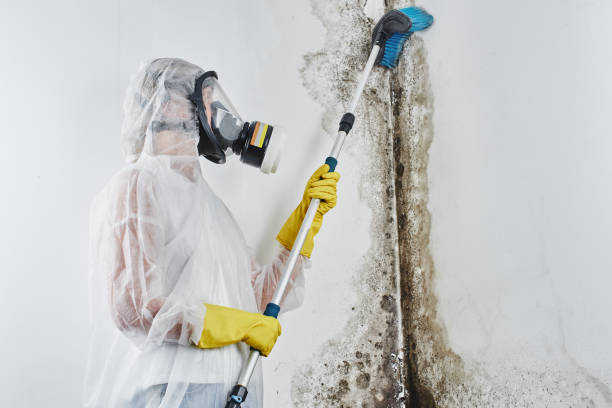 Best Localized Mold Remediation (e.g., coastal areas, humid climates) in White City, OR