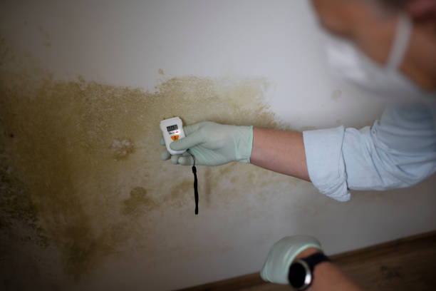 Trusted White City, OR Mold Remediation Experts