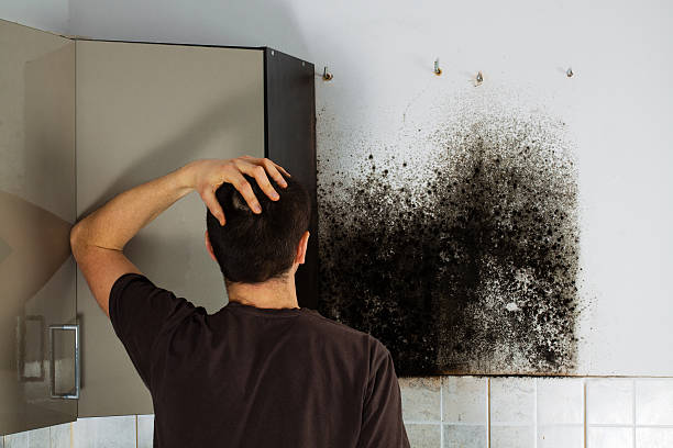 Best Industrial Mold Remediation in White City, OR