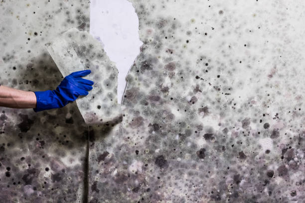 Best Preventive Mold Services in White City, OR