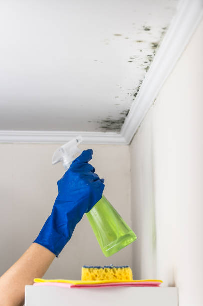Best Black Mold Remediation in White City, OR